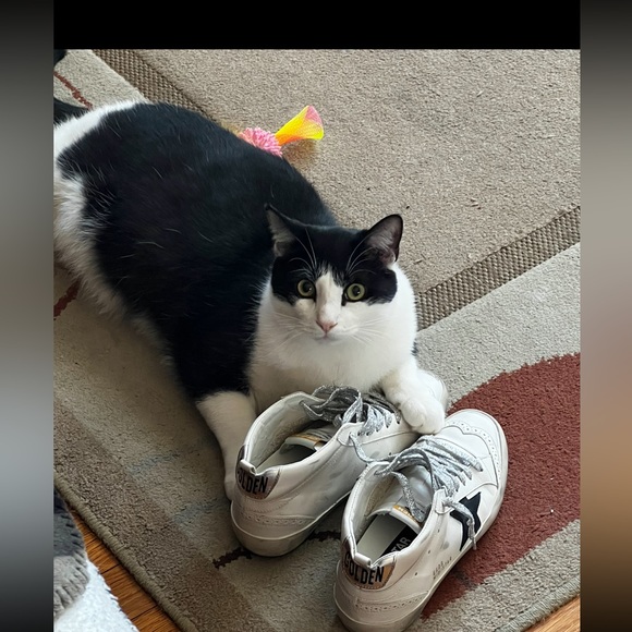 Meet your Posher, Desiree 💕😺 - Picture 6 of 7